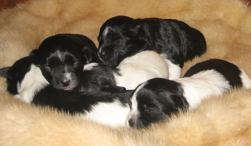 Havanese Puppies from Margaret Shafferman