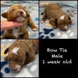 Bow Tie - Red  male Poodle puppy in Grass Valley, California from Sapphire Ridge Poodles