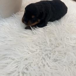 Katalina - Black and mahogany female Rottweiler puppy in Denver, Colorado from Denver Rottweilers