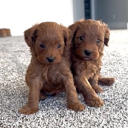 Ted - Red  male Goldendoodle puppy in St. George, Utah from Utah Mini Doodles