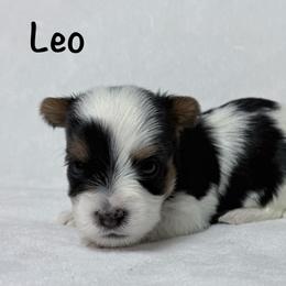 Leo - Black tan and white male Biewer Terrier puppy in Cartersville, Georgia from Alpha Tiny Paws