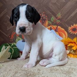 Larissa - Black and white female Great Dane puppy in Bay City, Michigan from Monarch Danes