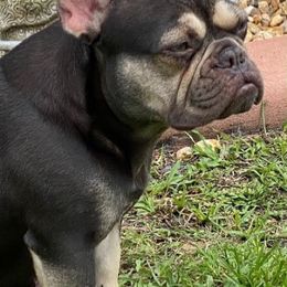 French Bulldogs from Solovi3ez Frenchiez