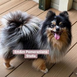 Stella - Pomeranian