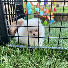 Pomeranian Puppies from Dolcebellezza’s Poms