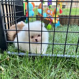 Pomeranian Puppies from Dolcebellezza’s Poms