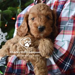 Cockapoo Puppies from Chesley Hill Cockapoos