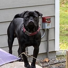 Anakin - Pug
