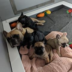 Dogues de Bordeaux and French Bulldogs from Calabria kennel