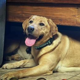 Rose - Labrador Retriever