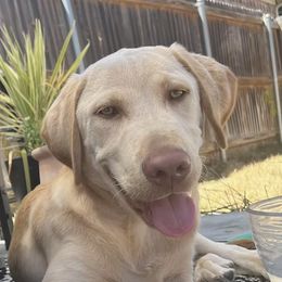 Labrador Retriever All Grown Up from Perfect Storm Kennels