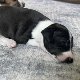 Italian Greyhound Puppies from Bahia Verde’s Kennels