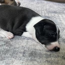 Italian Greyhound Puppies from Bahia Verde’s Kennels