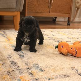 Bear - Black and white male Shih Tzu puppy in Oxnard, California from California Shih Tzu