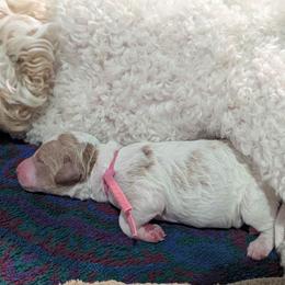 Flower - Parti female Goldendoodle puppy in Sioux Falls, South Dakota from Dolly's Doodles