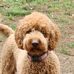Goldendoodles from ~ Samantha's Goldendoodles ~