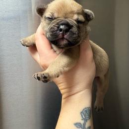 Flex - Tricolors male French Bulldog puppy in Coatesville, Pennsylvania from The Chipper Frenchie