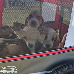 Beagle Puppies from Homegrown Beagles
