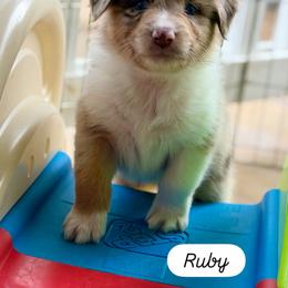 Miss Beadle - Red merle female Australian Shepherd puppy in Temecula, California from Boulder & Branch Aussie Ranch