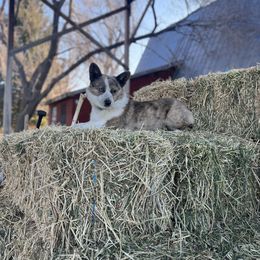 American Corgis and Australian Shepherds from KC Bar
