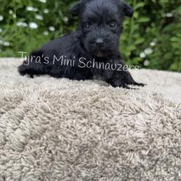 Girl 1 - Black female Miniature Schnauzer puppy in Kentucky from Tyra's Mini Schnauzers