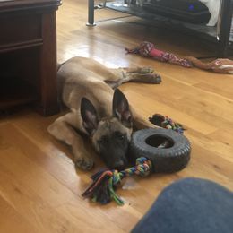 Girl 3 - Mahogany Belgian Malinois puppy in White Post, Virginia from Mountainside Working Dogs