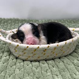 Mint (fluffy) - Black and tan male Pembroke Welsh Corgi puppy in Waco, Texas from The Comma Corgis