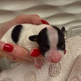 Yellow boy - White and black male Papillon puppy in Noblesville, Indiana from Kerwan Papillons
