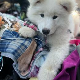 Samoyed Puppies from Morning Star Samoyeds