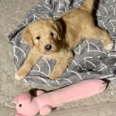 Double Doodle Puppies from Riverside Doodles in Seattle