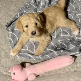Double Doodle Puppies from Riverside Doodles in Seattle