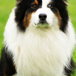 Australian Shepherds from Top Shelf Aussies