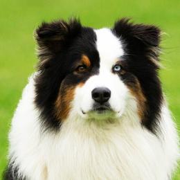 Australian Shepherds from Top Shelf Aussies