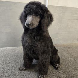 White Collar - Black female Poodle puppy in Patterson, California from Paterson Poodles
