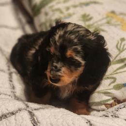 Dachshund Puppies from Darling Dachshunds