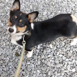 Zoey - Pembroke Welsh Corgi