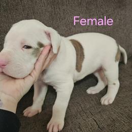 Anna - Harlequin female Great Dane puppy in Mayfield, New York from Sacandaga Danes