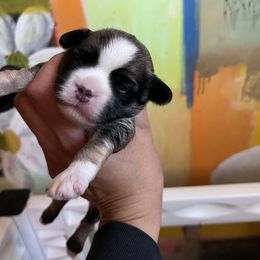 Lowchen Puppies from Potrero Lowchen