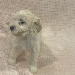 Princess alexis - Cream female Yorkipoo puppy in Las Vegas, Nevada from Quality Poms and Yorkshire Terriers of Las vegas