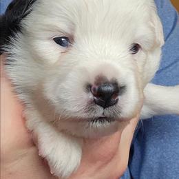 Sweetheart - Black tri female Toy Australian Shepherd puppy in Powell Butte, Oregon from Willow Lane Ranch