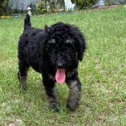 Pink Water Bug - Phantom female Poodle puppy in Jesup, Georgia from Altamaha Mud Poodles LLC.