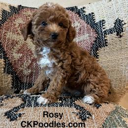 Rosy - Apricot female Poodle puppy in Lance Creek, Wyoming from CK Poodles LLC