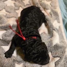 Red collar Boy 5 - Black male Poodle puppy in Nottingham, Maryland from A & A Pinedale Standard Poodles