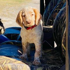 English Cocker Spaniels from Hawkeye Kennels