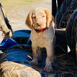 English Cocker Spaniels from Hawkeye Kennels