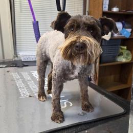 Gemma - Miniature Schnauzer