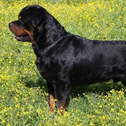Rottweiler All Grown Up from Cross O Ranch Rottweilers
