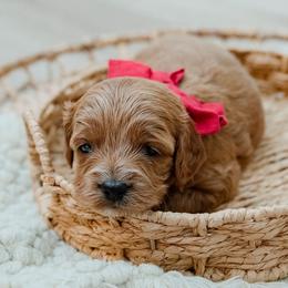 Kelsea Ballerini - Red  female Goldendoodle puppy in Lumberton, Mississippi from SouthernDoodlebug/ Utah Doodlebug