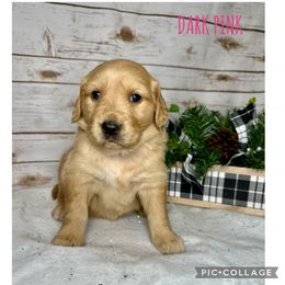 Golden Retriever Puppies from Castle Country Companions