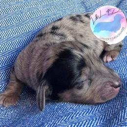 Boy 2 - Dapple male Dachshund puppy in Houston, Texas from L&L 4D Dancer’s Dachshunds